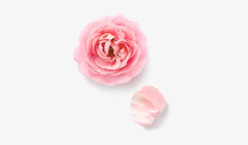 Rose Essential - No Pollen Flowers, transparent png download