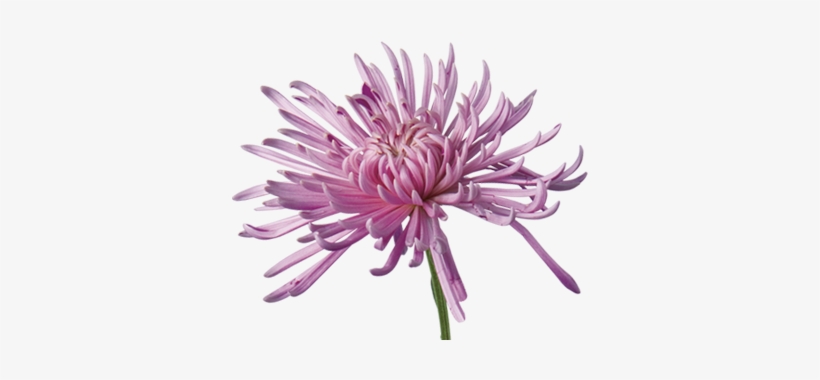 Chrysanthemum - Types Of Mums, transparent png download
