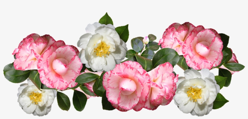Camellias, Flowers, Arrangement, Decoration - Camelias Png, transparent png download
