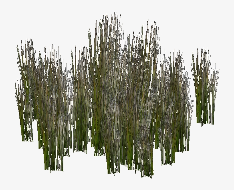 Swamp Club-rush - Swamp Png, transparent png download