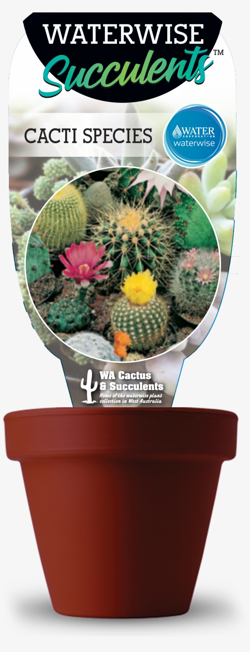 Cacti - Cactos Ornamentais: 15 Sementes, transparent png download