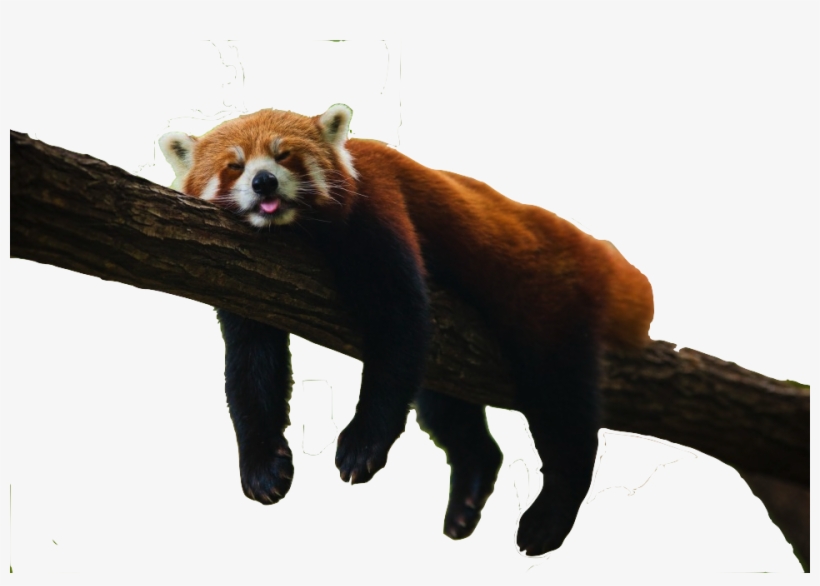 Save Red Panda - Red Panda In Forest, transparent png download