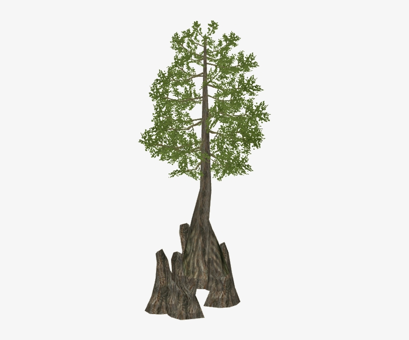 Swamp Cypress Bald Cypress Tree Clipart Transparent Png 601x601 Free Download On Nicepng