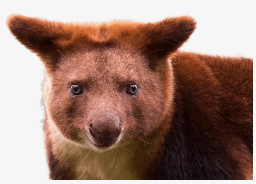 Red Panda Foreground - Fang, transparent png download