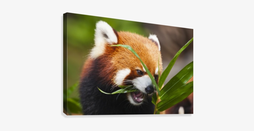 The Red Panda , Or Shining Cat, Is A Small Arboreal - Supplier Generic The Red Panda (ailurus Fulgens), transparent png download