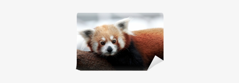 Red Panda, transparent png download