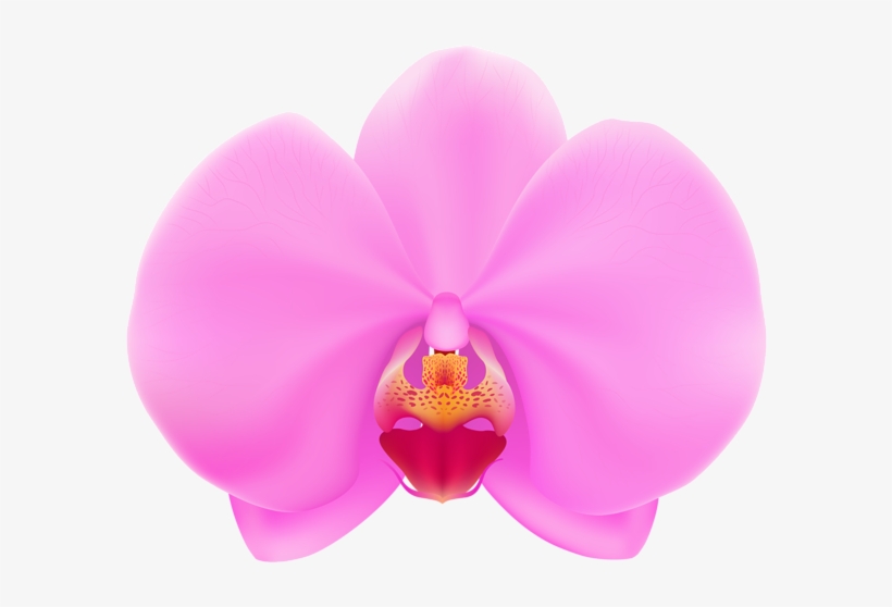 Pink Orchid Png Clip Art - Orchid Flower Clipart, transparent png download