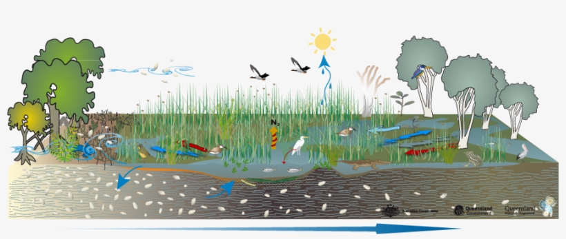 Coastal And Subcoastal Saline Swamp - Wetland Habitat, transparent png download