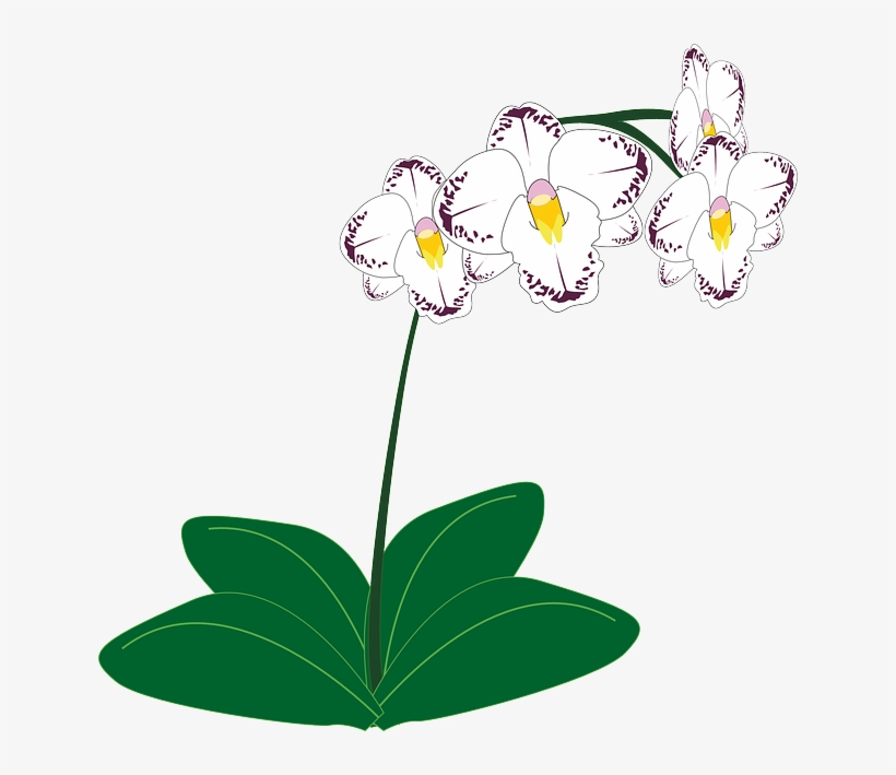 Free Image On Pixabay - Orchid Plant Clip Art, transparent png download