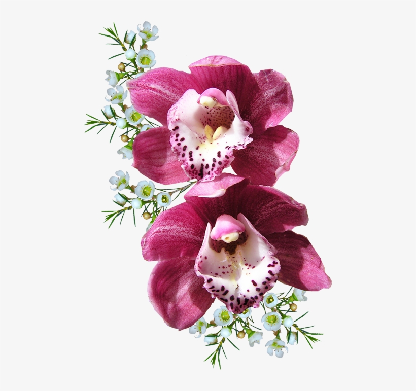 Orchid Png - Transparent Background Orchid Clip Art, transparent png download
