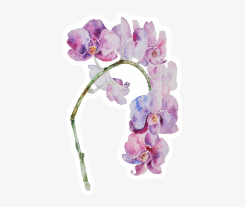 Orchids, transparent png download