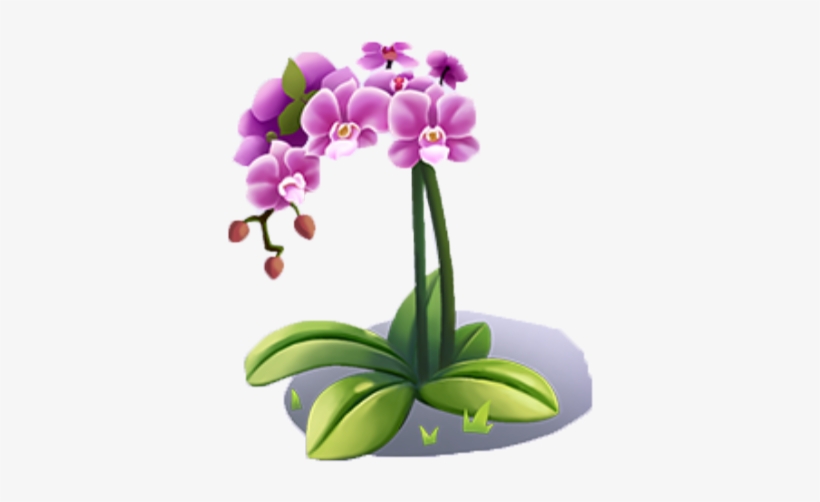 Ornate Orchid - Moth Orchid, transparent png download