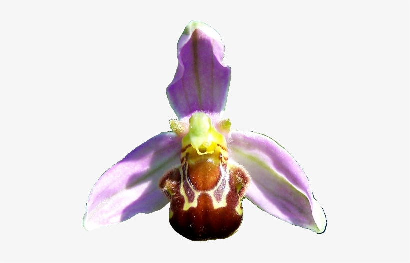 Flower Of Bee Orchid Ophrys Apifera - Bee Orchid Flower In Png, transparent png download
