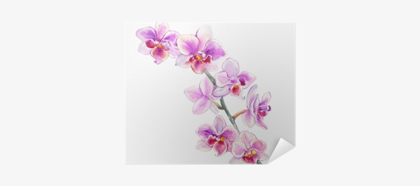 Orchid Flowers Watercolor Hand Drawn Botanical Illustration - Orchidea Disegnata, transparent png download