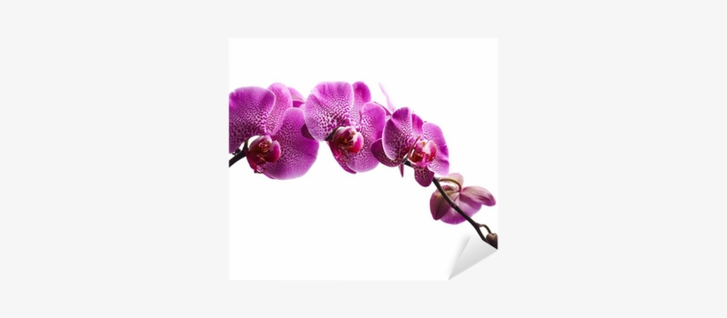 Purple Orchid Png Download - Purple Orchid Flowers Canvas Wall Art C2165 30x20 Inch, transparent png download