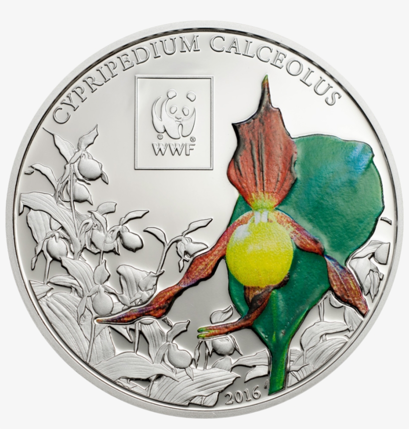 Lady's Slipper Orchid - Slipper Orchids, transparent png download