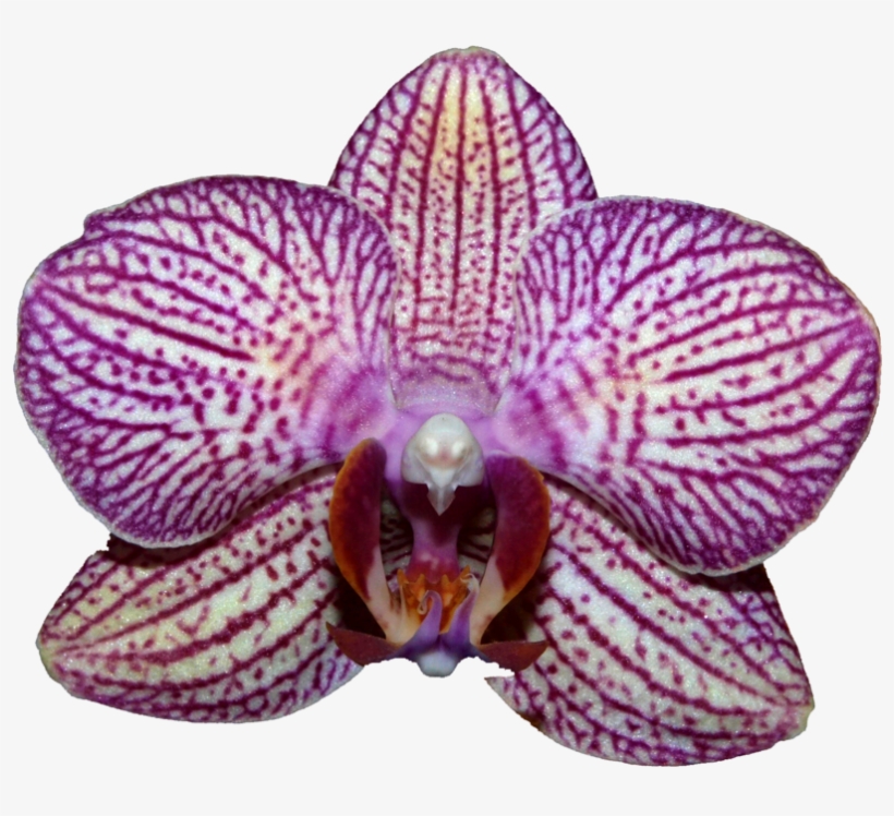 Orchids, transparent png download