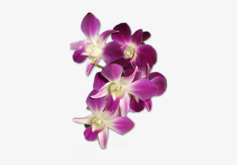 Orchids, transparent png download