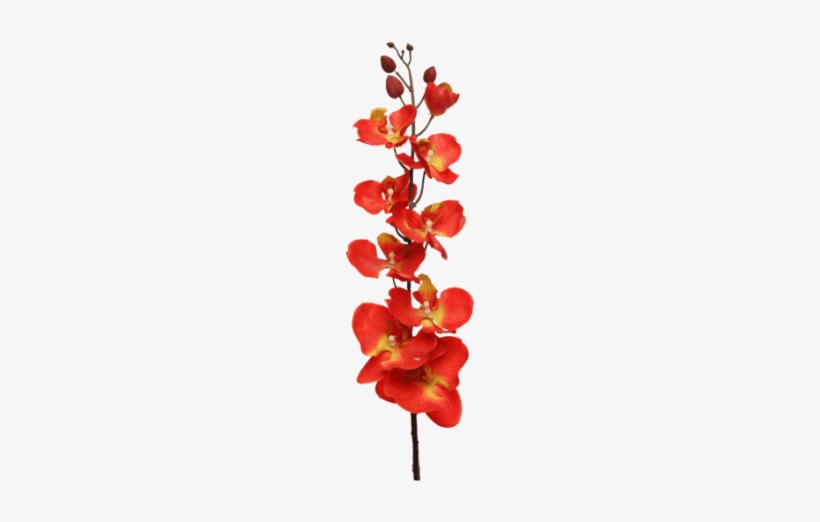 Orchid Spray Orange - Orchid Red Transparent, transparent png download