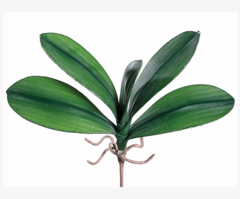 5" Medium Phalaenopsis Orchid Leaf Plant With 5 Leaves - Orchid Leaf Png, transparent png download