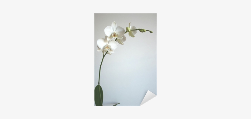 White Orchid Sticker • Pixers® • We Live To Change - Shutterstock, transparent png download