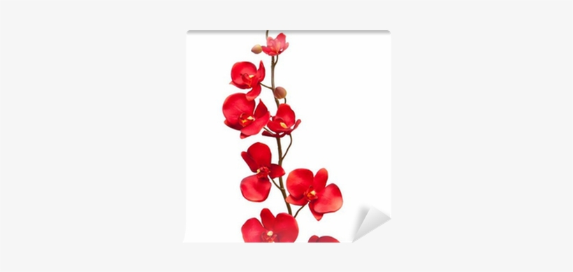 Red Orchid Png - Red Orchids No Background, transparent png download