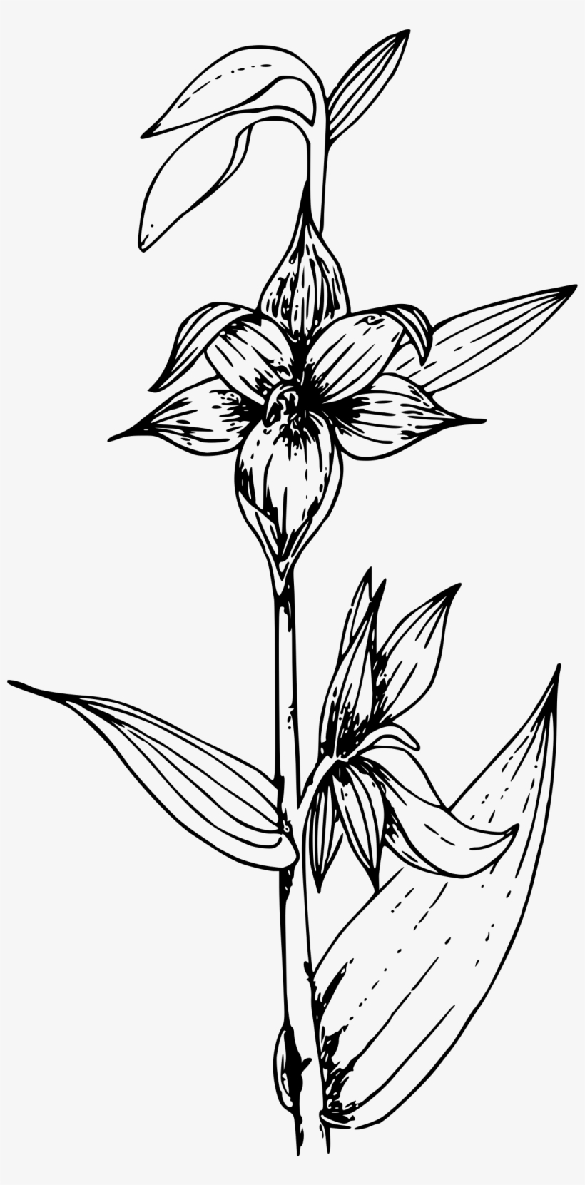 This Free Icons Png Design Of Giant Helleborine Orchid, transparent png download