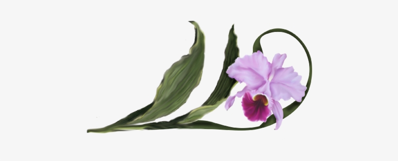 Cattleya Orchid - Cattlianthe Jewel Box, transparent png download