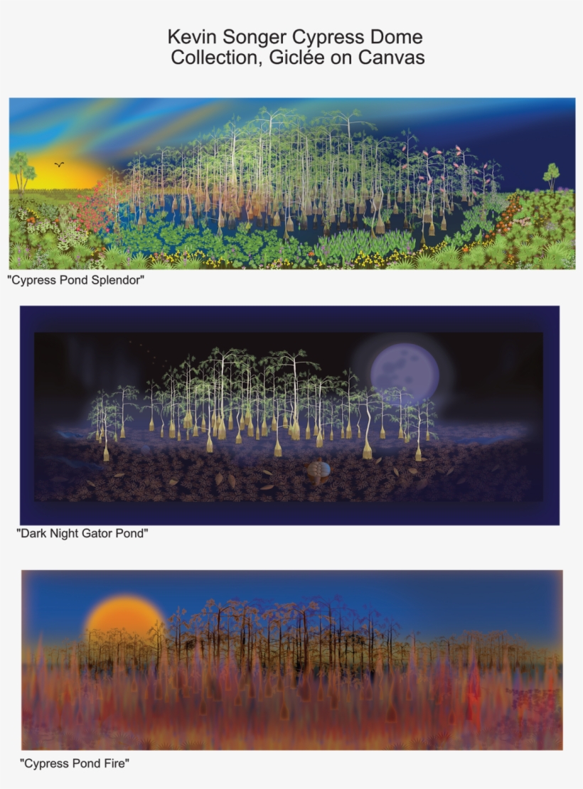 These Domes Are A Collection Of Bald And/or Pond Cypress - Canvas, transparent png download