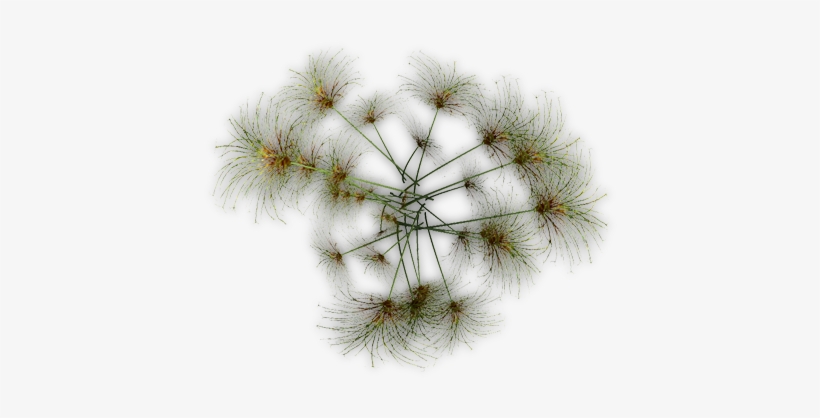 265k Papyrus Jcd D - Dandelion, transparent png download