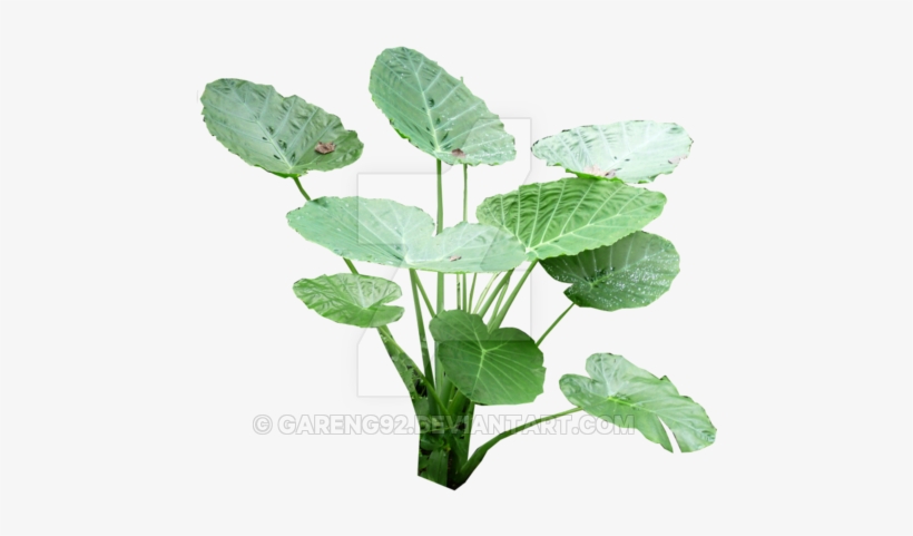 Colocasia Gigantea Leaf Png, transparent png download