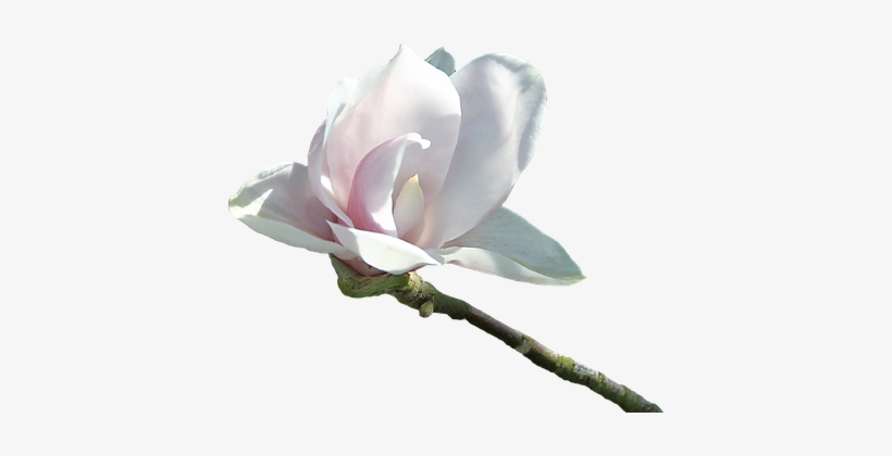 Png Images - Flor Blanca Png, transparent png download