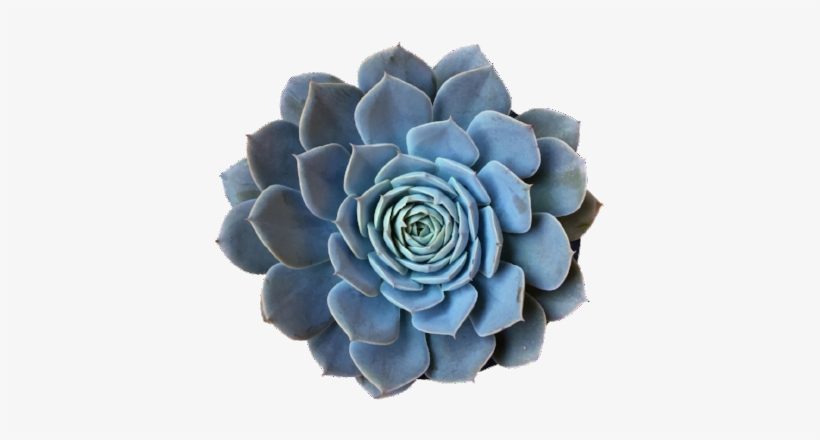 Encantata - White Mexican Rose, transparent png download