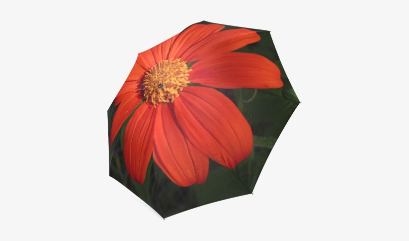 Mexican Sunflower By Dee Flouton Foldable Umbrella - Poinsettia, transparent png download
