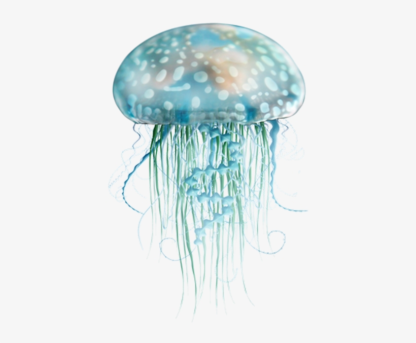 Pin By Magalie Kernilis On Tubes Mer Png Animaux De La Mer Transparent Png 445x640 Free Download On Nicepng