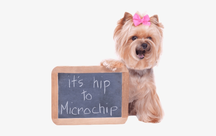 Should I Microchip My Pet Hiptochip - Microchipping Your Dog, transparent png download
