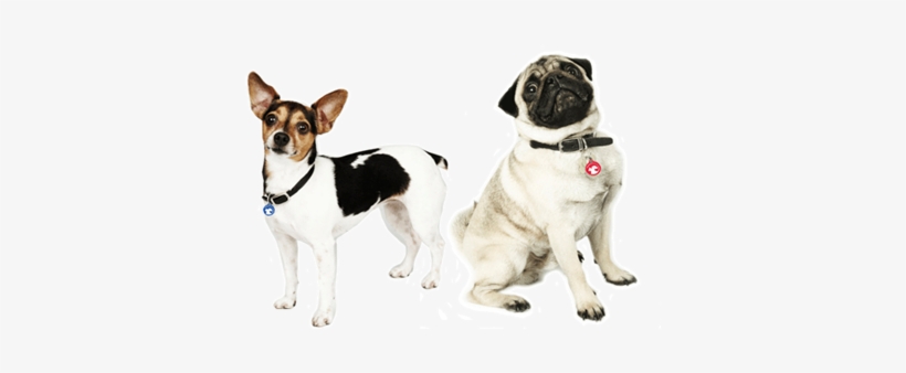 The Petlink Store - Pug, transparent png download