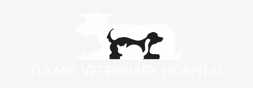 Dogs, Cats And Dairy Cow Veterinary Services In Tulare - Veterinarian, transparent png download