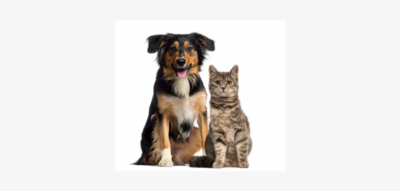 A Microchip Is A Small Device, A Little Bigger Than - Dogs And Cats, transparent png download