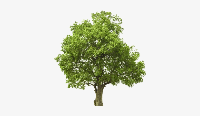 Our Scope Of Work Is Specializing In An Organic Based - Tree Png Full Big, transparent png download