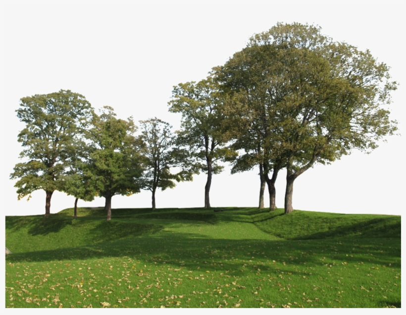 Group Of Trees Png Group Of Tree Png Transparent PNG 1024x891