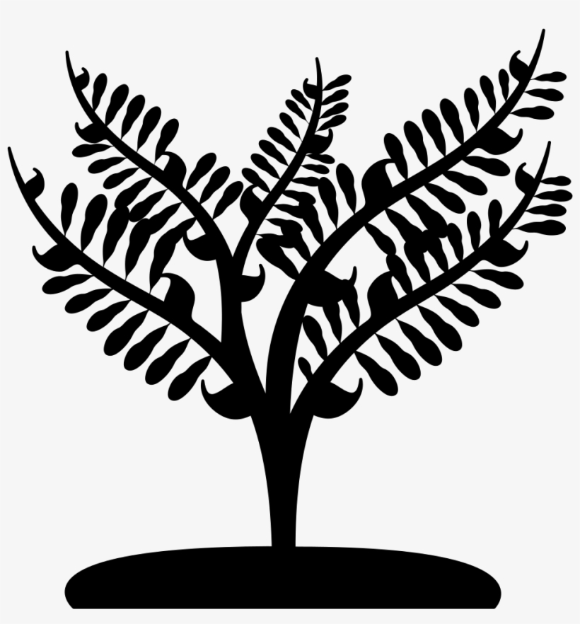 Big Plant Like A Small Tree Comments - Small Tree Black And White Png, transparent png download