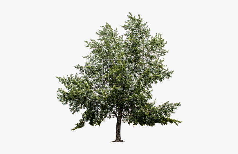 Big Maple Tree - Tree, transparent png download