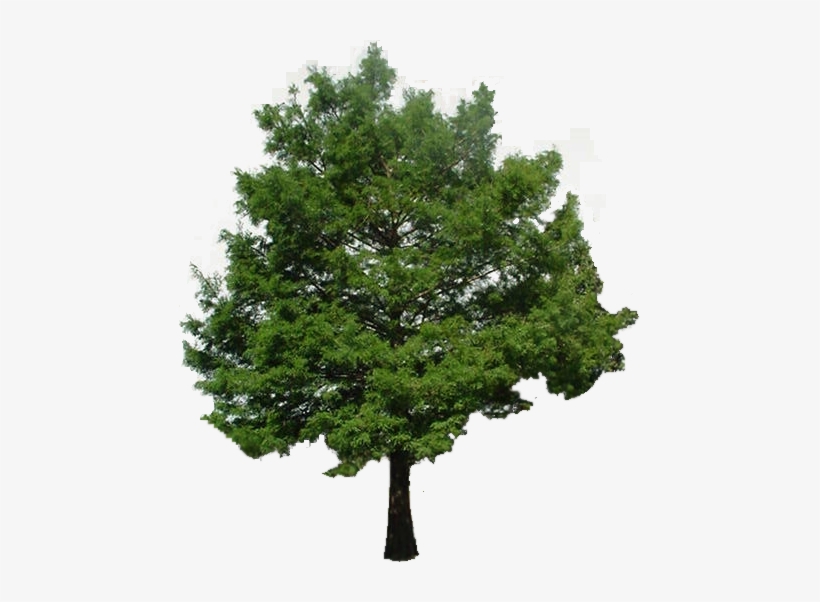Cypress Tree Bald Cypress Tree Transparent Png 462x522 Free Download On Nicepng