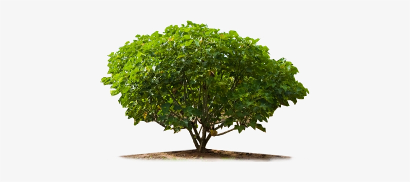 Jatropha-big - Photoshop Tree Plan Png, transparent png download