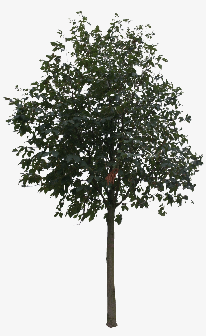 2d Trees - Tree Cut Out Png Transparent PNG - 1831x2765 - Free Download