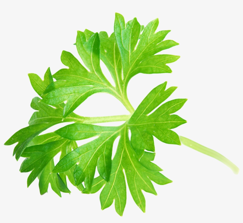 Parsley Leaf Png Image - Parsley Png Transparent PNG - 1429x1232 - Free