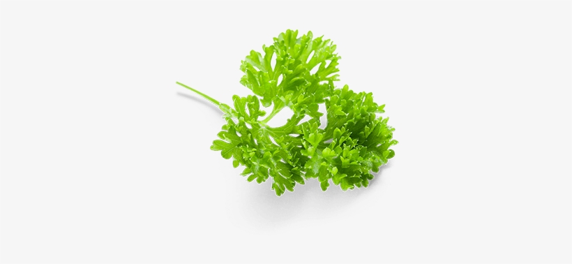 Parsley, transparent png download
