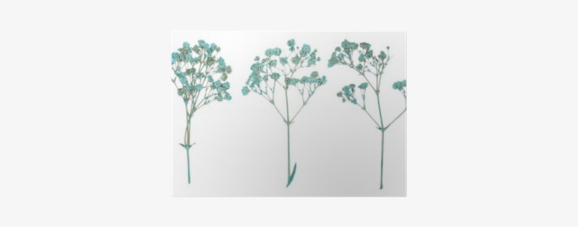 Flower, transparent png download