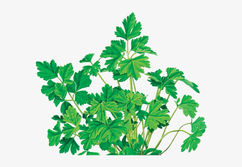 Parsley Herbal Supplement - Alvita - Organic Parsley Tea Caffeine Free - 24 Tea, transparent png download